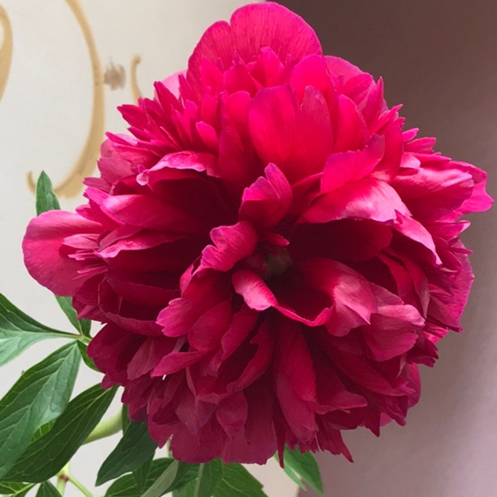 Meet your Posher, Olesya